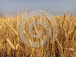 Wheat ears or wheat field or wheats farm in india harvesting golden wheat field in farm on sunlight