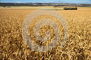 Wheat Fields on Farm Land