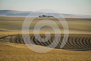 Wheat fields and farm, Washington state
