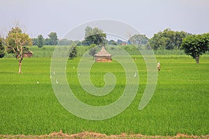 Wheat fields, farmers, hut and Cattle egrets