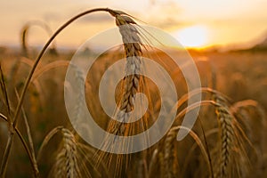 Wheat fields photo