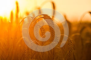 Wheat fields photo