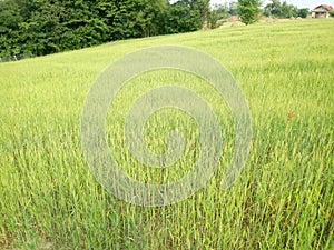 Wheat fields green