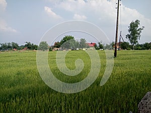 Wheat fields green