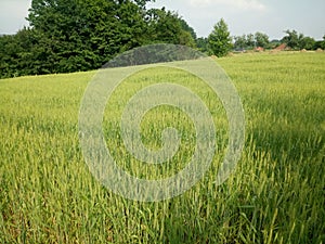 Wheat fields green