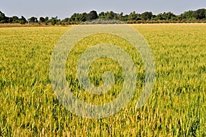 Wheat fields in gujrat india photo