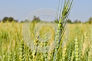 Wheat fields in gujrat india photo