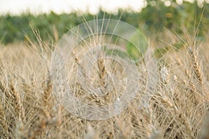 Wheat in the fields. Healthy wheats.