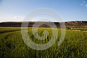 Wheat fields and hills