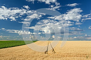 Wheat fields at idyllic sunny summer day