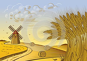 Wheat fields landscape