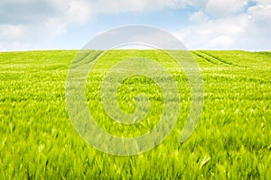 Wheat fields landscape