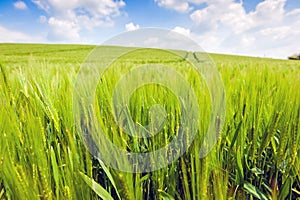 Wheat fields landscape