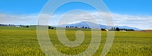 Wheat fields in Montana