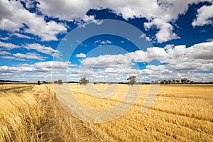 Wheat Fields in Moolort Plains