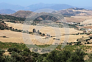 Wheat fields and mountains, Almogia, Andalusia.
