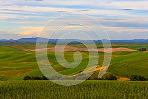 Wheat Fields and Mountains in the Background
