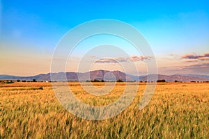 Wheat fields with mountains in Denizli, Turkey