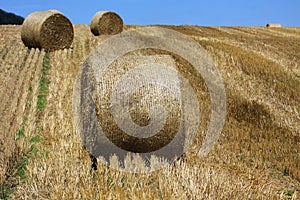 Wheat fields in the mountains of Germany, Hettigenbeuern