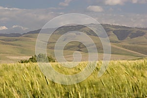 Wheat Fields, near Pendleton 2