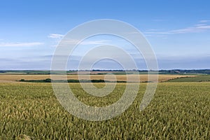Wheat fields in Normandy