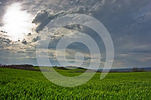 Wheat fields and orchards at early spring