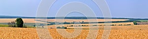 Wheat fields panoramic landscape with trees and forest behind and blue sky above