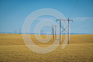 Wheat fields, power lines, eastern Washington