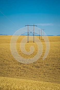 Wheat fields, power lines, eastern Washington