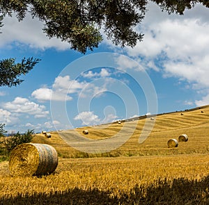 Wheat fields recently harvested in Tuscany