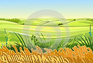 Wheat fields. Rural village landscape. Meadow hills and pastures. Ears of cereals: barley, rye. Summer rustic farm