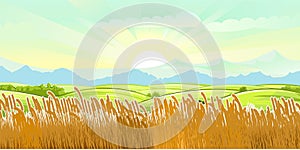 Wheat fields. Rural village landscape. Meadow hills and pastures. Ears of cereals barley, rye. Summer rustic farm