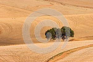 Wheat fields, South Africa photo