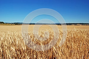 Wheat fields, Spokane County, Washington