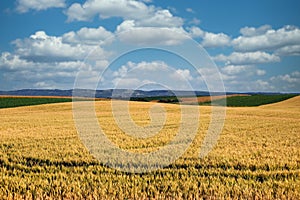 Wheat fields in spring landscape