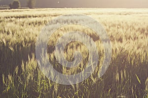 Wheat fields in summer