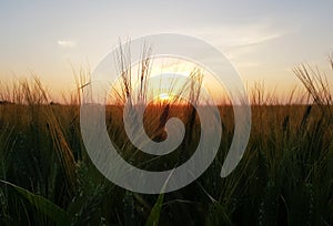 Wheat fields, a summer evening,