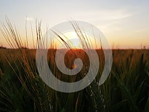 Wheat fields, a summer evening,