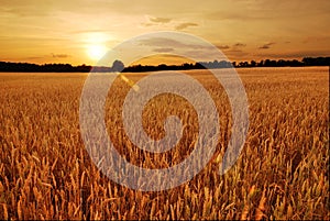 Wheat fields at sunset