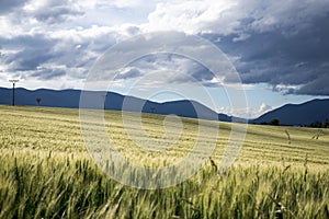 Wheat field during sunset. Slovakia