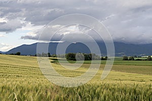 Wheat field during sunset. Slovakia