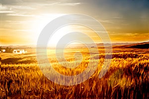 Wheat fields and sunset landscape.