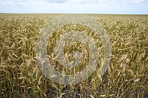 Wheat Fields in to the Distance