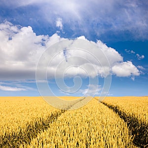 Wheat fields towards the clouds at sunny day