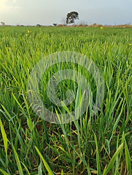 Wheat fields and tree