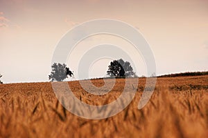 Wheat fields with trees in distance