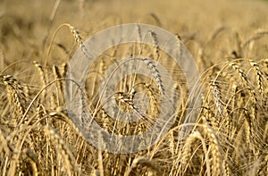 Wheat fields. Wheat spike in a field.