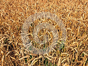 Wheat fieldWheat field ready to harvest.