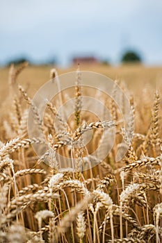 Wheat filed rural scene. Ripening ears of wheat. Nature harvest. Wheat field natural product. Rich harvest concept