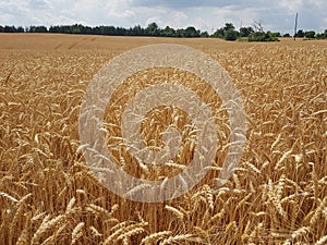 Wheat fileds of the Summer Season in the area and in parks and in lawns